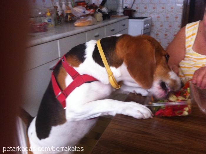 oscarosi Erkek Beagle