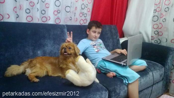 efes Erkek Tibetli Spaniel