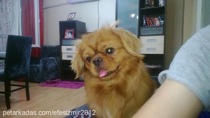 efes Erkek Tibetli Spaniel