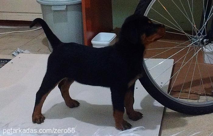 jolavonstrabon Dişi Rottweiler