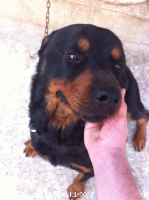 ares Erkek Rottweiler