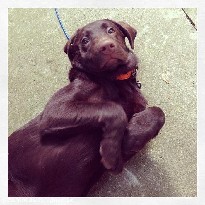 kofte Dişi Labrador Retriever