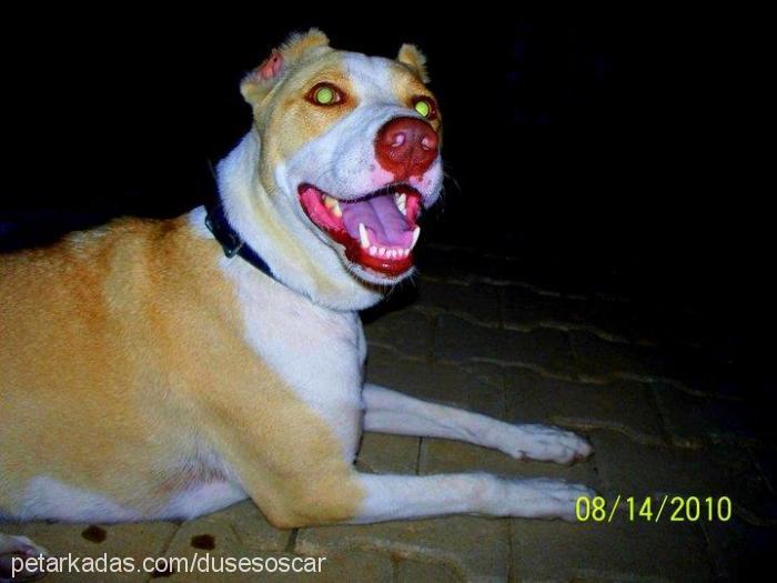 hera Dişi Amerikan Pitbull Terrier