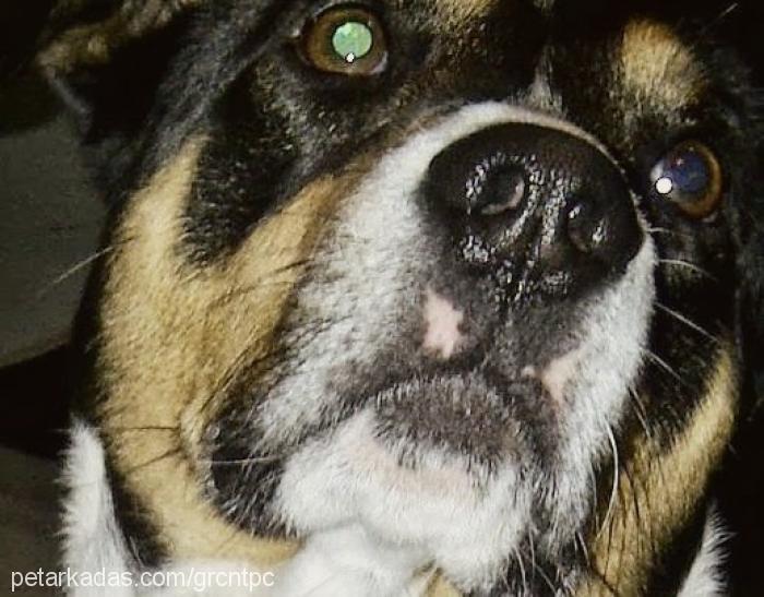 Çiko Erkek Jack Russell Terrier