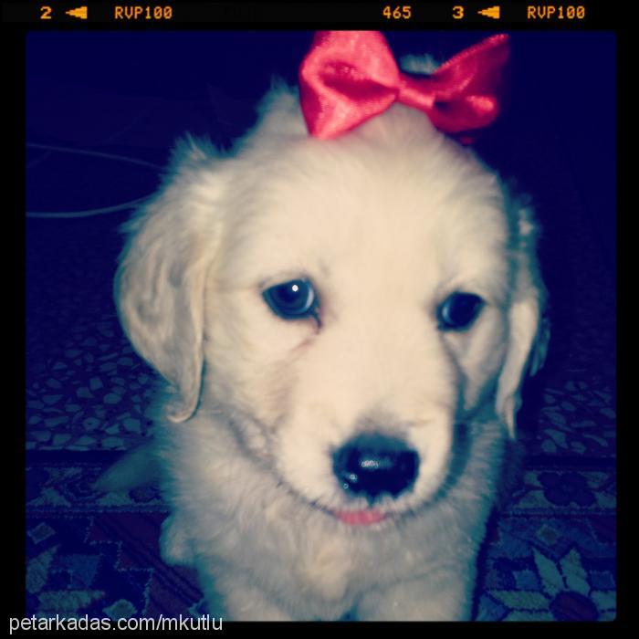 İrini Dişi Golden Retriever