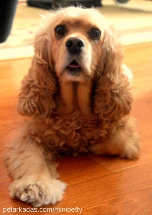 betty Dişi Amerikan Cocker Spaniel