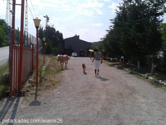 asena Dişi Alman Çoban Köpeği