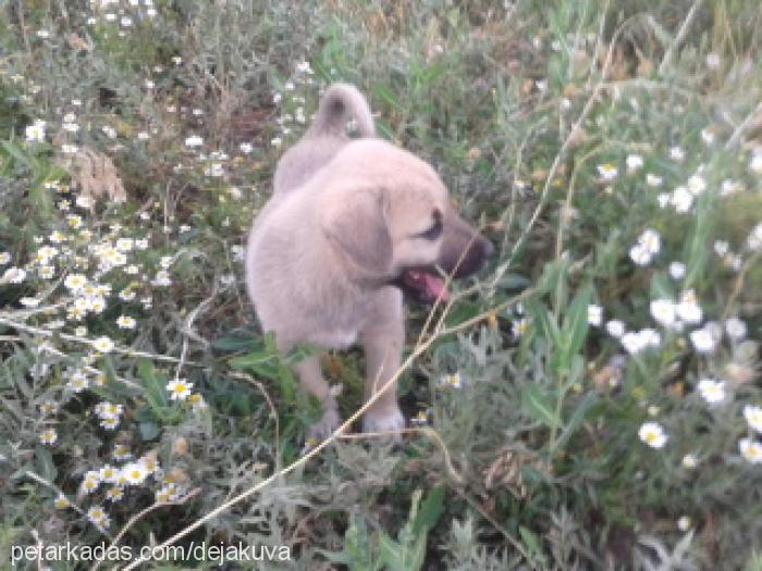 karabaş Erkek Kangal