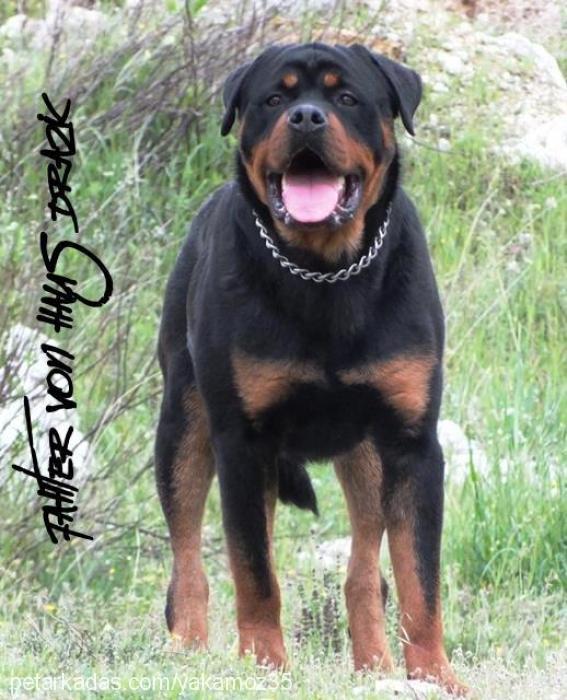 fahter Erkek Rottweiler