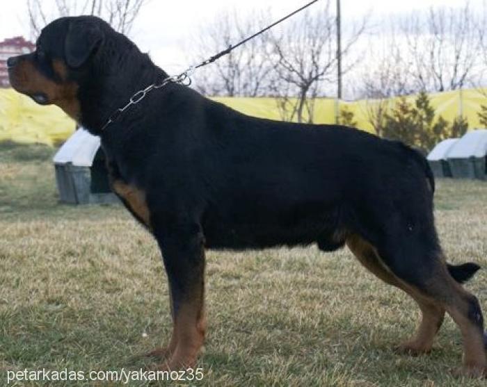 fahter Erkek Rottweiler