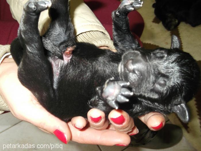 pırtık Dişi Flat Coated Retriever