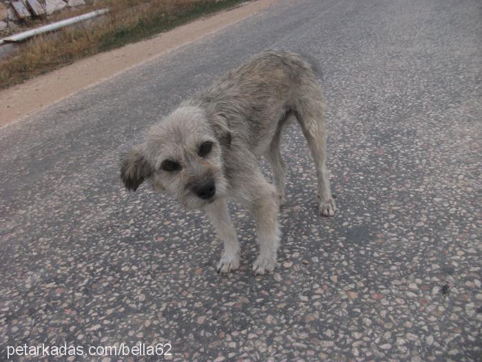 bihter Dişi Border Terrier