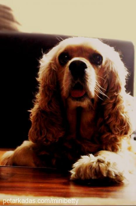 betty Dişi Amerikan Cocker Spaniel