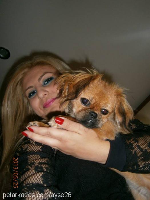 paris Dişi Pekingese