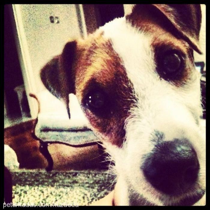 chuck Erkek Jack Russell Terrier