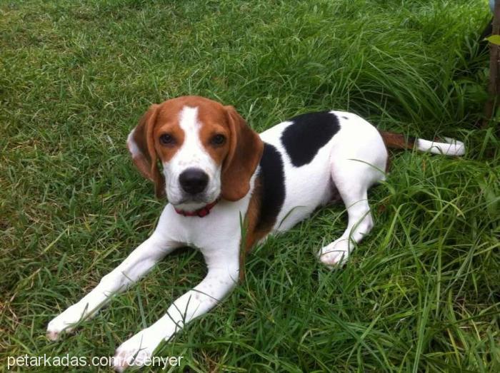 stark Erkek Beagle
