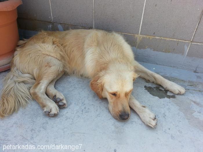 sarı Erkek Golden Retriever