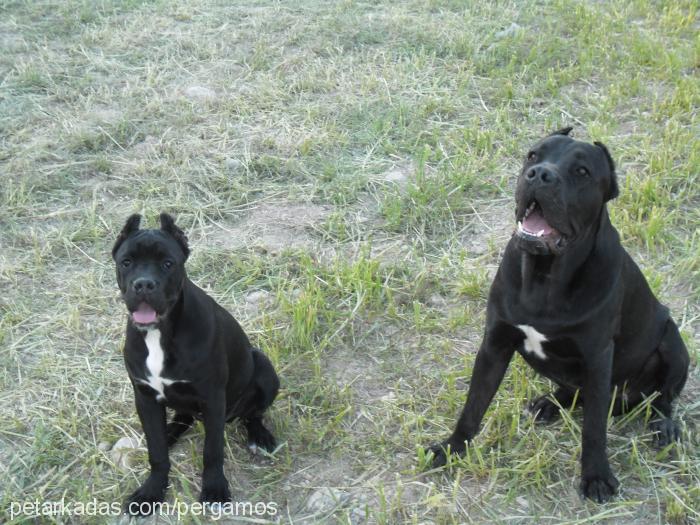 dora Dişi Cane Corso Italiano