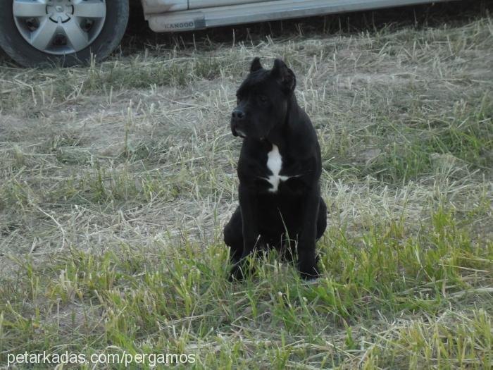 dora Dişi Cane Corso Italiano