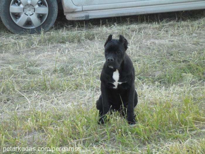 dora Dişi Cane Corso Italiano