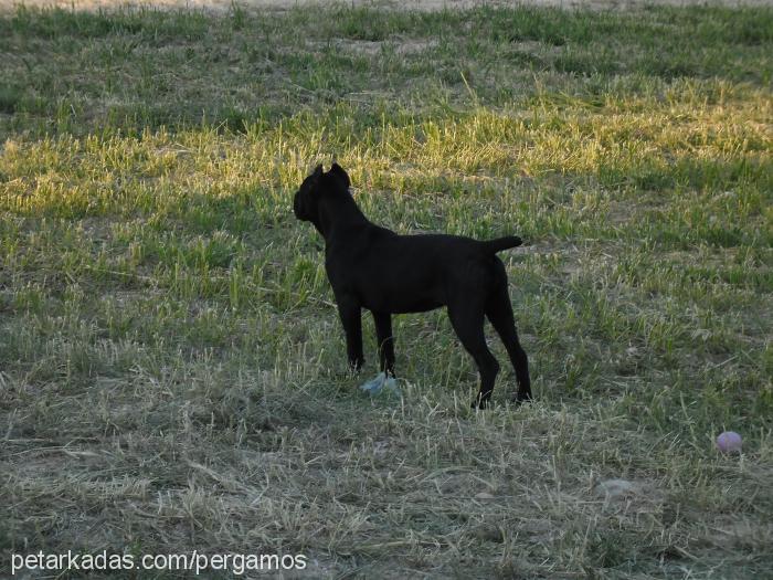 dora Dişi Cane Corso Italiano