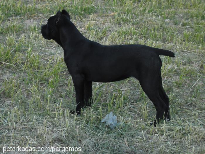 dora Dişi Cane Corso Italiano