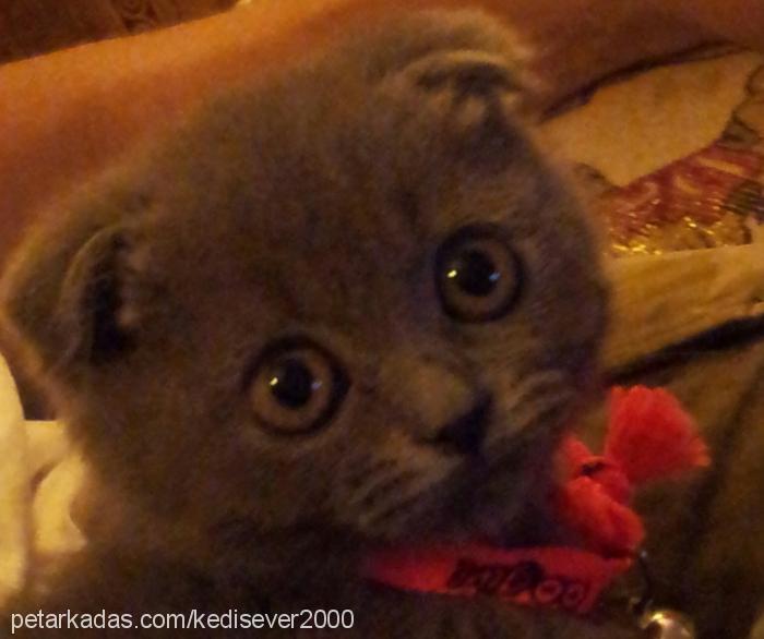 musti Erkek Scottish Fold