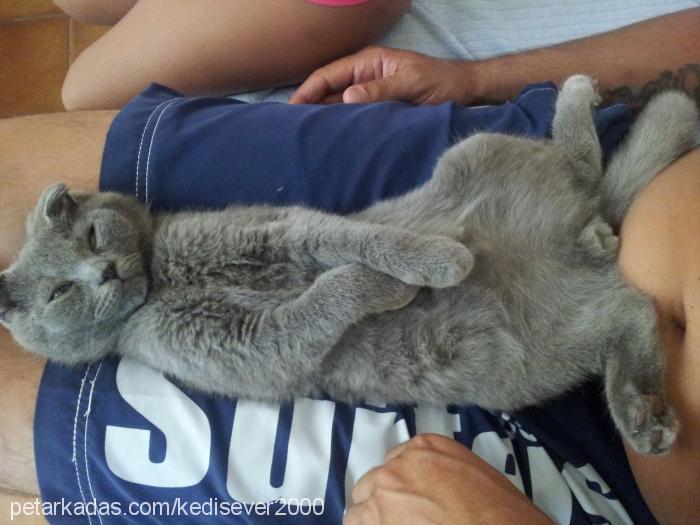 musti Erkek Scottish Fold