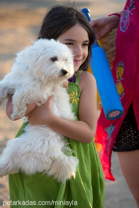 aylaaydın Dişi Maltese