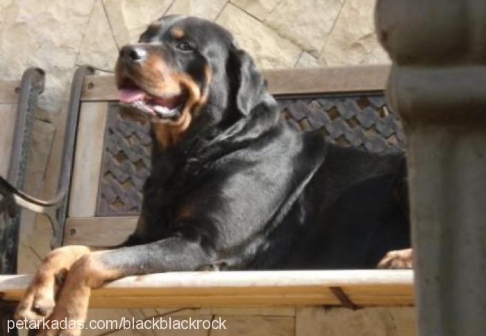 black Erkek Rottweiler