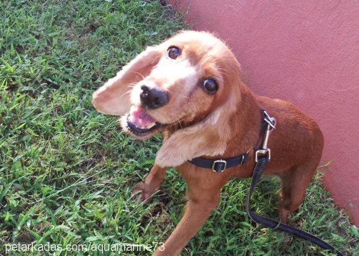 giza Dişi İngiliz Cocker Spaniel