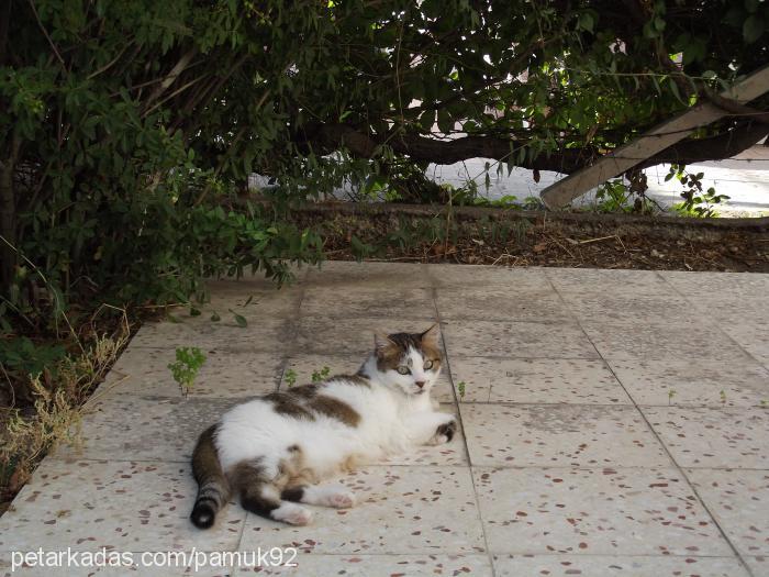 pamuk Dişi Tekir Kedi