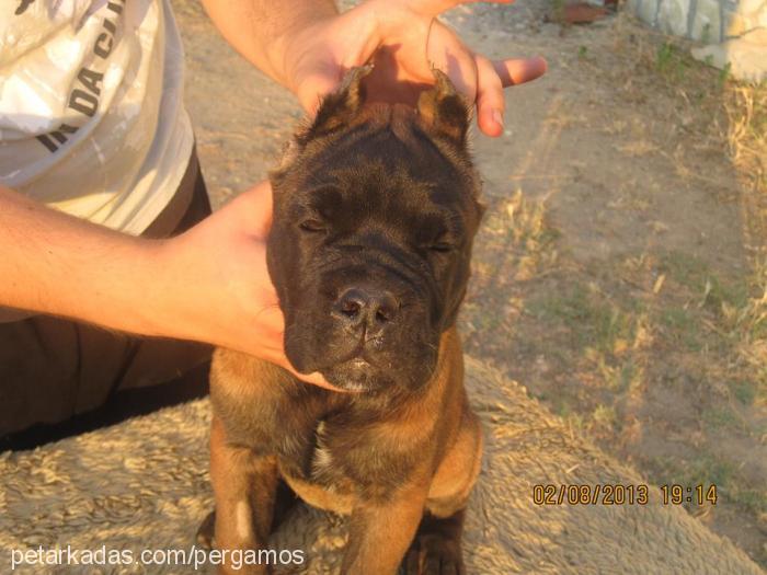 elmyra Dişi Cane Corso Italiano