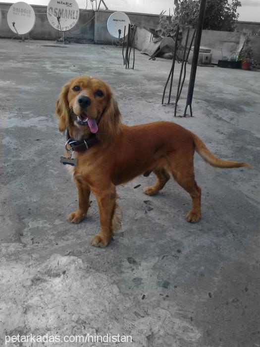 max Erkek İngiliz Cocker Spaniel