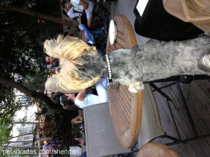 çilek Dişi Yorkshire Terrier