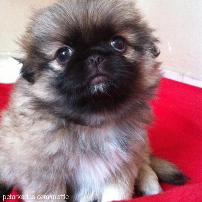 betty Dişi Pekingese