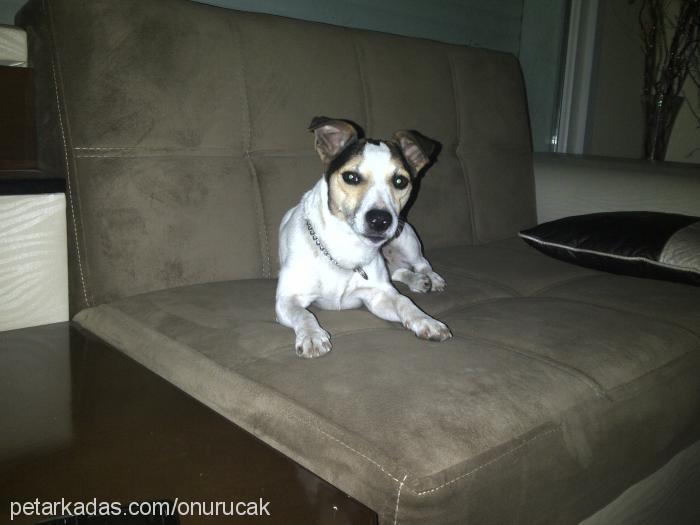 pascal Erkek Jack Russell Terrier