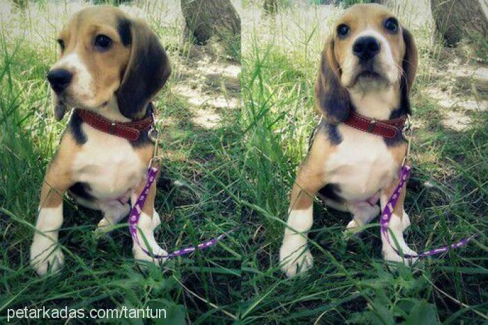 ruffles Dişi Beagle