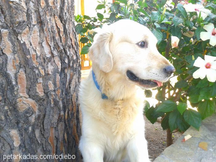 odie Erkek Golden Retriever