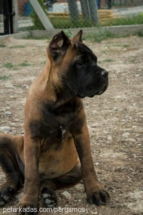 elmyra Dişi Cane Corso Italiano