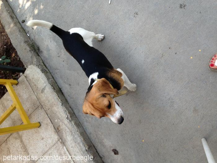 cesur Erkek Beagle