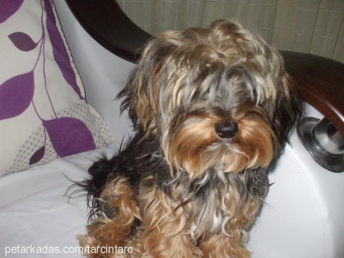 tarcın Erkek Yorkshire Terrier