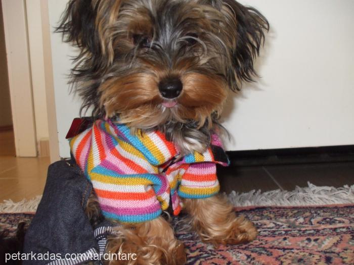 tarcın Erkek Yorkshire Terrier