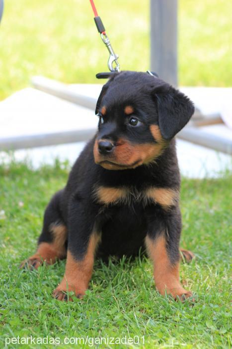 paŞa Erkek Rottweiler