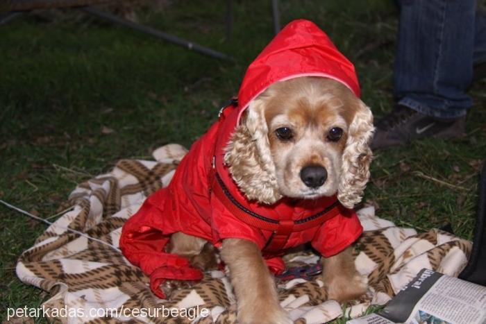 salkım Dişi Amerikan Cocker Spaniel