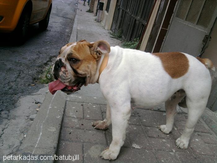 paris Dişi İngiliz Bulldog