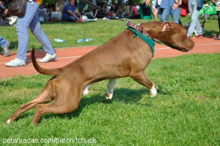 redkit Erkek Amerikan Pitbull Terrier