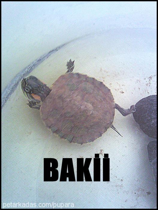 bakii Erkek 