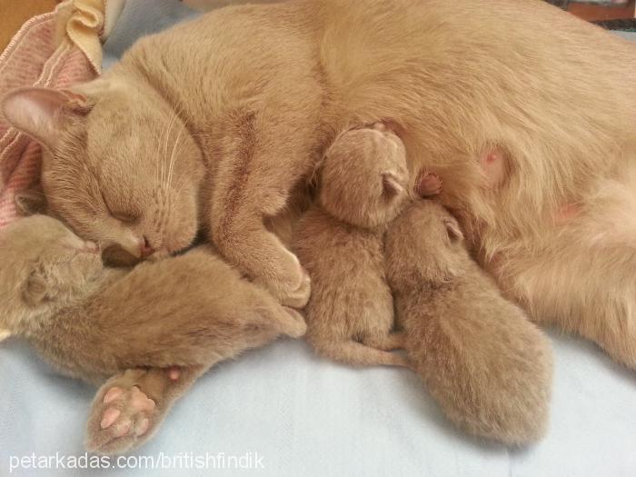 fındık Dişi British Shorthair