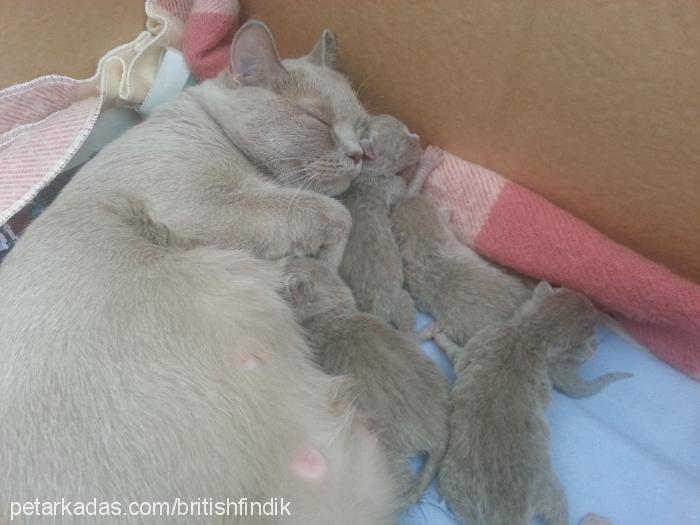 fındık Dişi British Shorthair